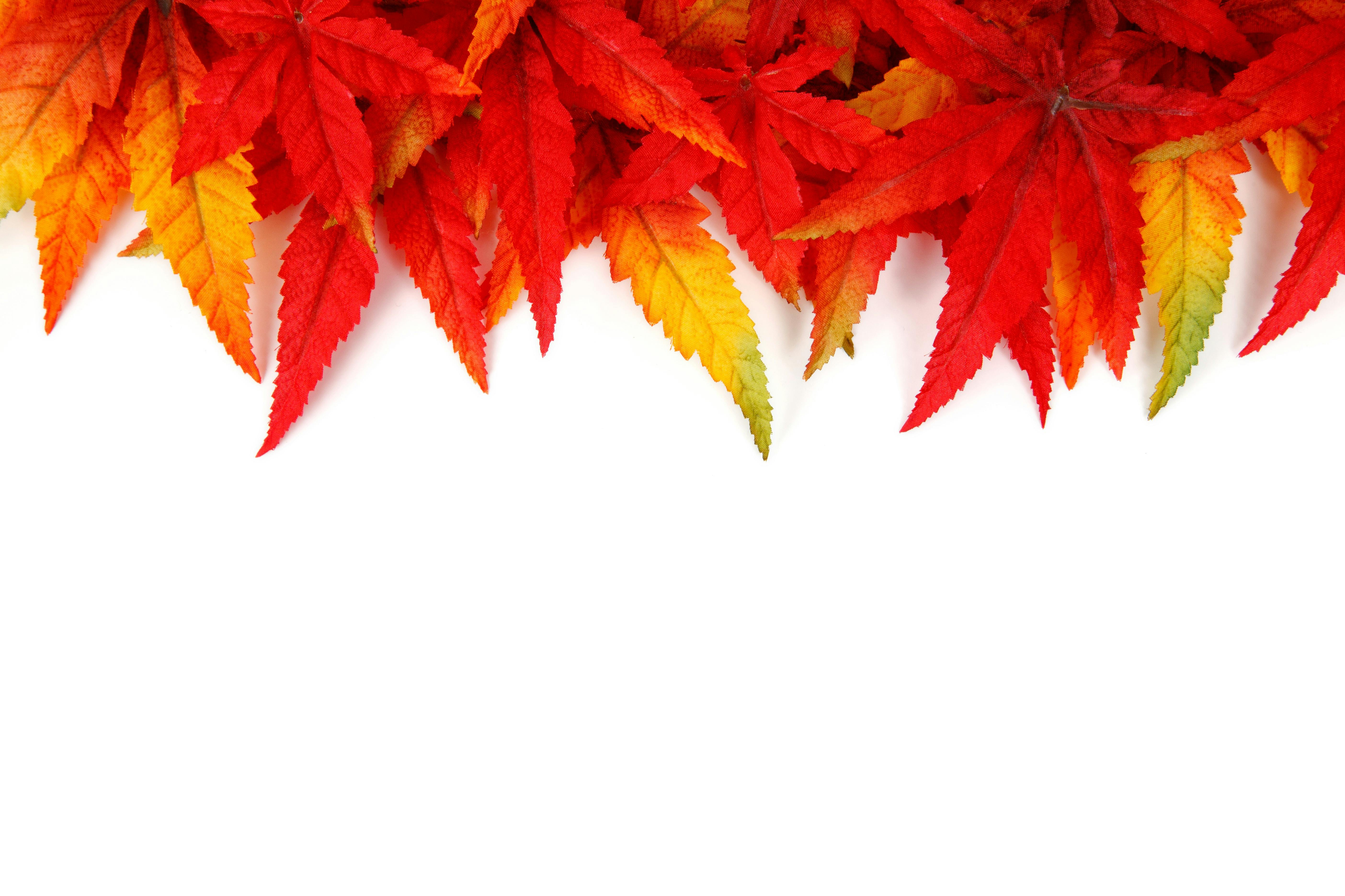 free stock photo of abstract autumn background