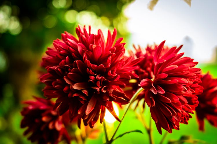 Red Flowers In Tilt Shift Lens