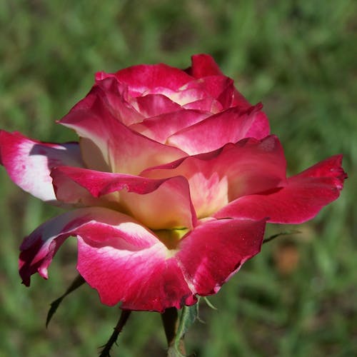 Red and White Rose in Tilt Shift Lens