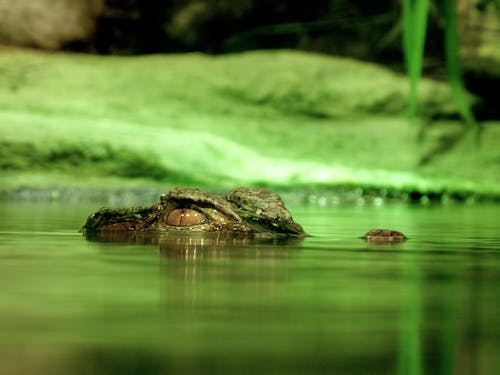 Зеленый крокодил под водой
