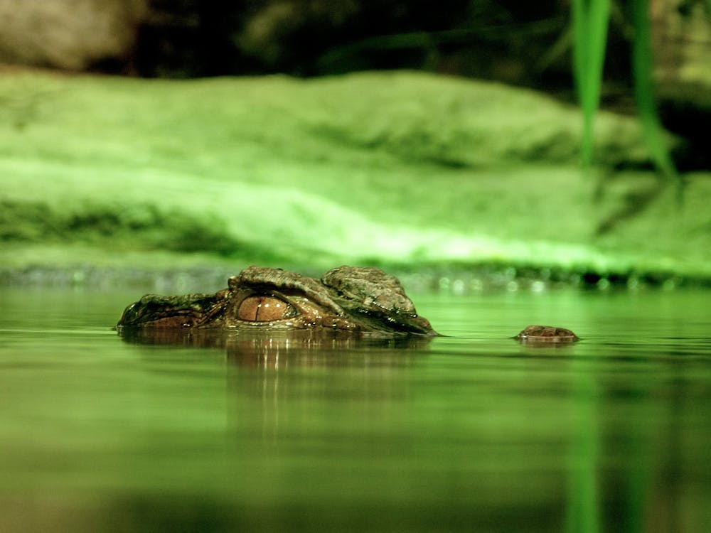 免费 在水之下的绿色鳄鱼 素材图片