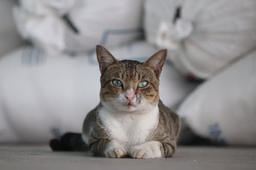 Fotos de stock gratuitas de acostado, adorable, de cerca