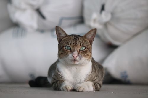 Free A portrait of a cat with green eyes resting on a soft, blurred background, displaying calmness and serenity. Stock Photo