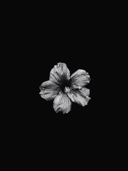 Black And White Photo Of A Flower