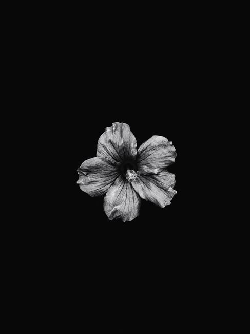 Striking black and white photo of a hibiscus flower centered on a dark background, highlighting its delicate petals.