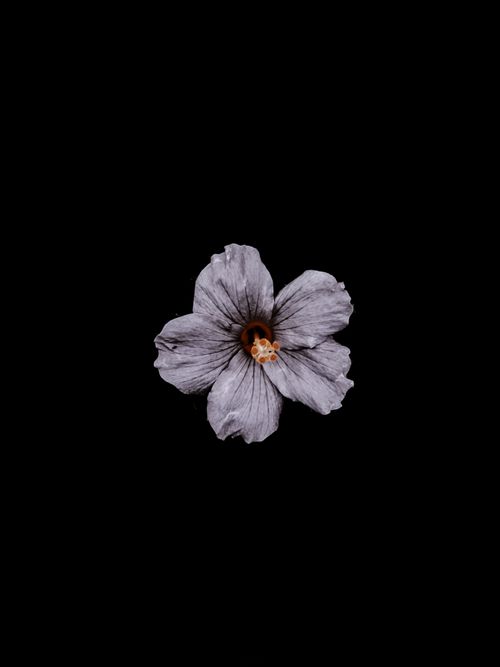 Free A striking black and white hibiscus flower centered on a black background capturing its delicate texture. Stock Photo