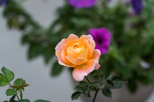 Free Elegant peach rose in full bloom surrounded by lush greenery, perfect for garden-themed projects. Stock Photo