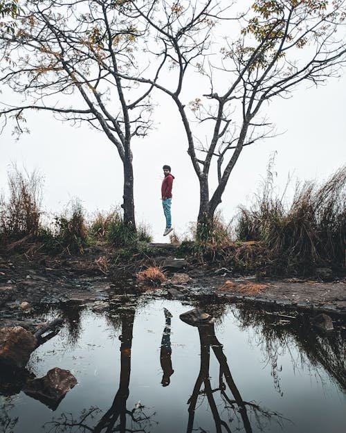 Foto d'estoc gratuïta de arbres, bassal, estany