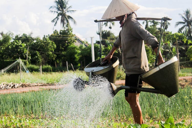 Man With An Asian Conical Hat Watering Plants