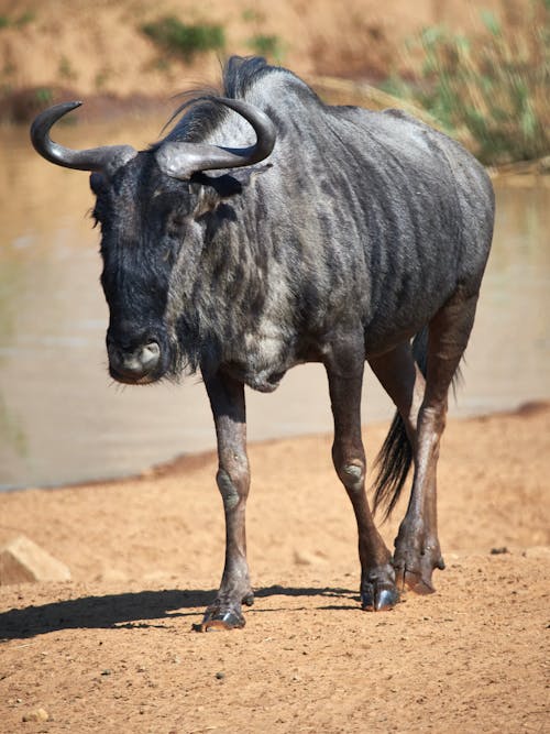 A Black Wildebeest