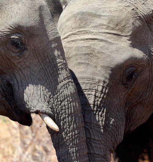 Elephants Touching Heads for Affection