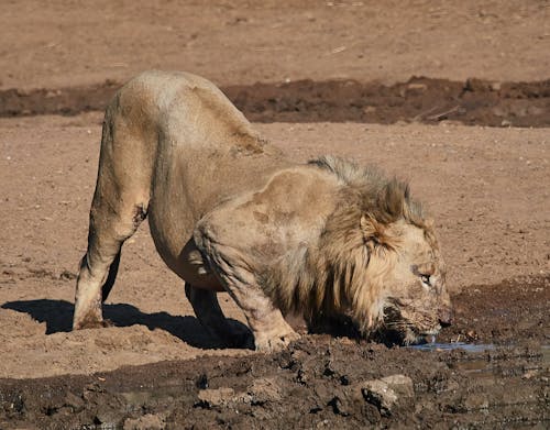 A Lion Drinking Water From Ground