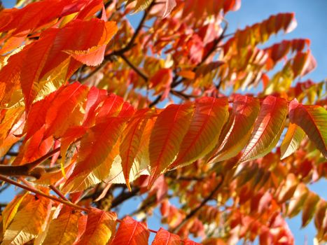 Close-up of colorful autumn leaves on branches with a blue sky background.