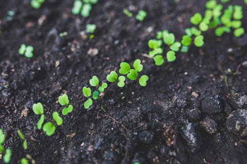 Home gardening - young rucola - top view