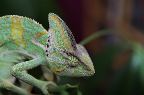 Gratis lagerfoto af chamaeleon, chamaeleonidae, dyr