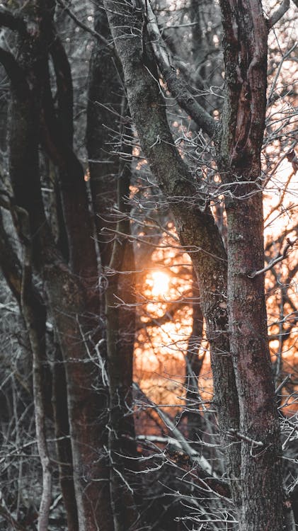 Forest with leafless tree brunches covered in snow with thin trunks in sunny day in nature