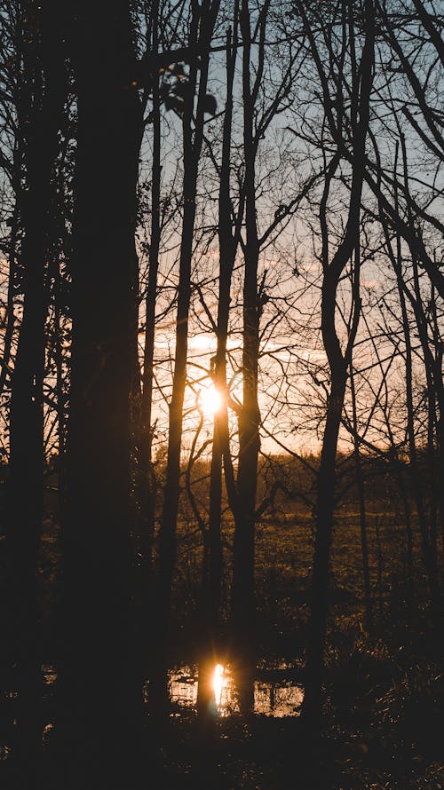 Gratis lagerfoto af lodret skud, Mobilbaggrund, natur