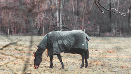 Horse in gray coat pasturing on dry grassy meadow near leafless woods in autumn day in nature
