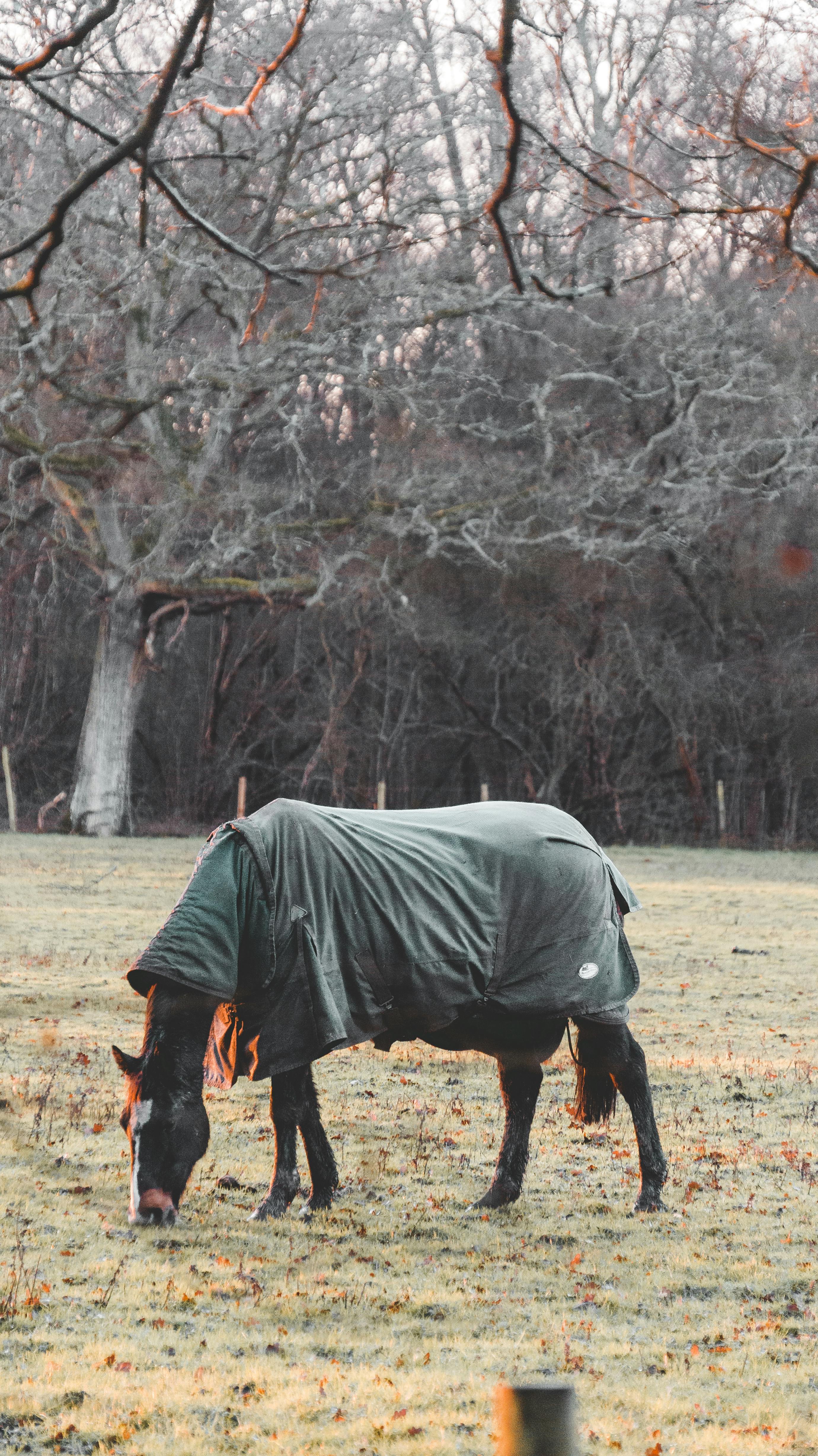 A horse with a blanket peacefully grazes in a tranquil autumn field surrounded by barren trees.