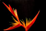特写镜头中，一朵生动的天堂鸟花映衬在黑暗背景上，展现出引人注目的橙色