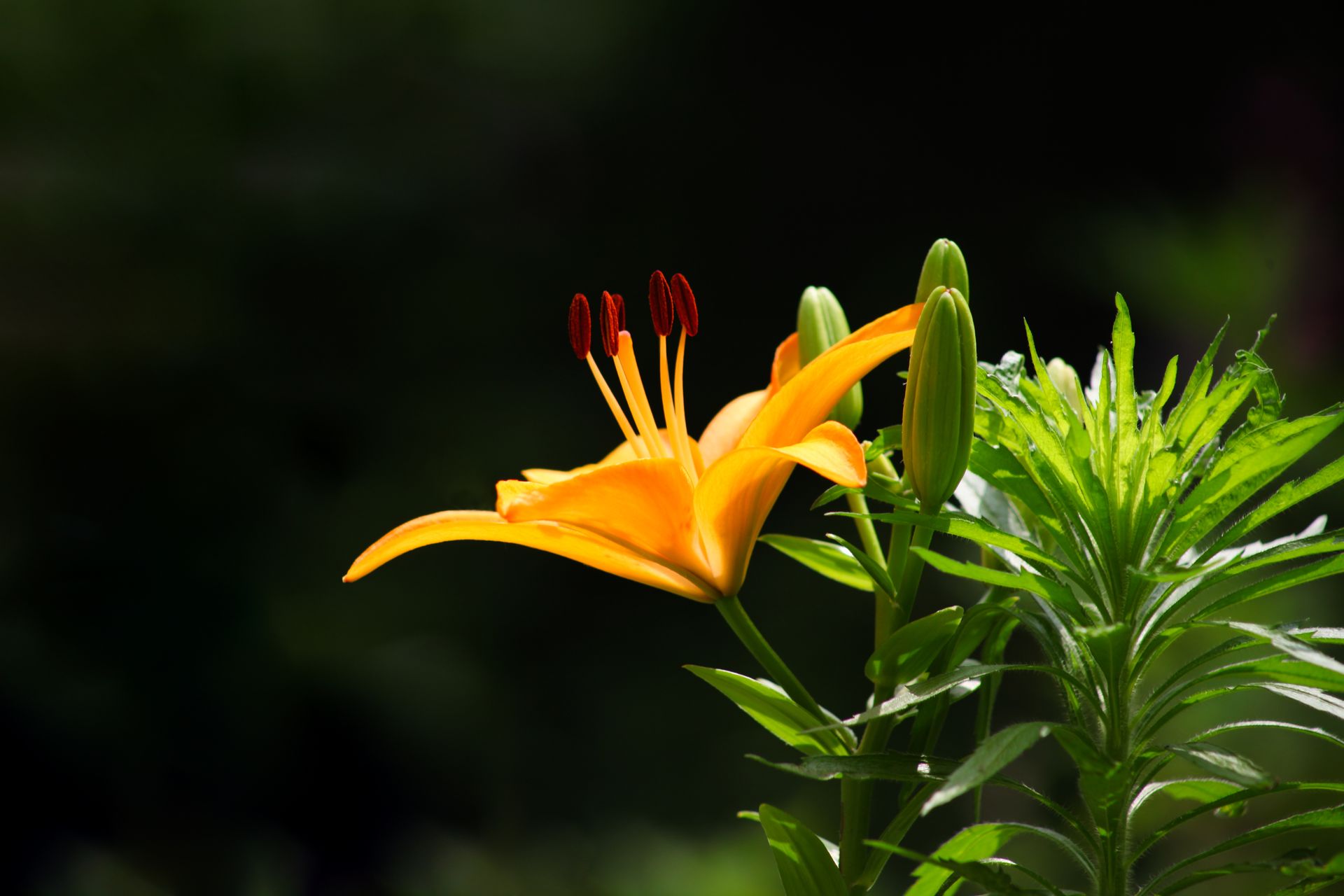Close-up of a vibrant orange lily with lush green foliage. Ideal for nature photography.