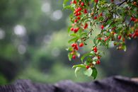 Ripe Goumi Berries on the Tree
