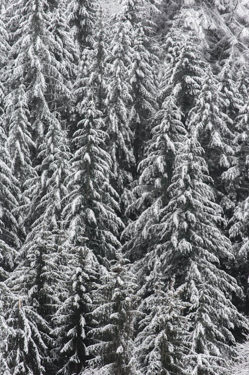 Free Snow Covered Trees During a Frosty Weather Stock Photo