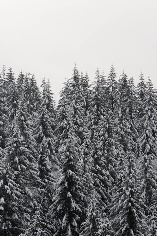 Free Snow Covered Trees During a Frosty Weather Stock Photo