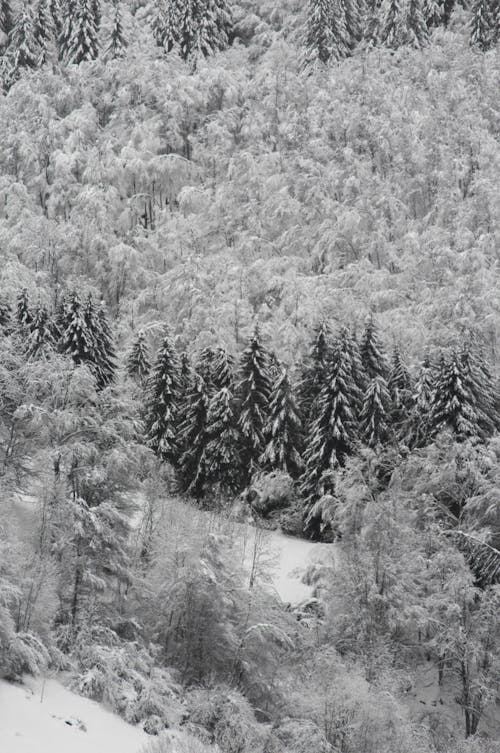 Free Snow Covered Trees During the Winter Stock Photo