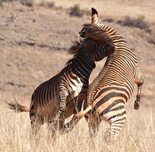 Close-up Photo of Fighting Zebras