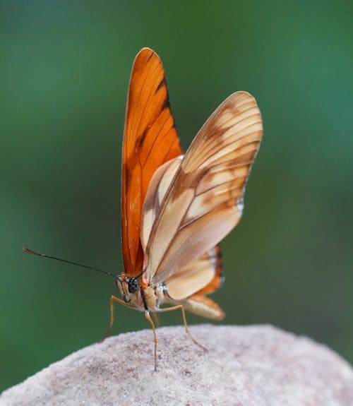 Macro Photography of an Orange Butterfly