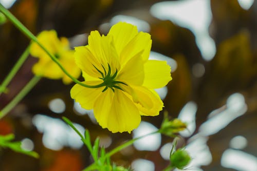 Photos gratuites de arrière-plan flou, fermer, fleur jaune