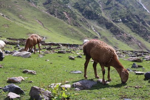 Free Goats grazing peacefully on a lush green mountainside, enjoying the natural surroundings. Stock Photo