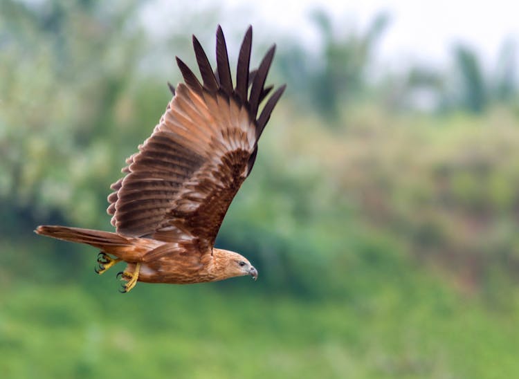 A Brown Hawk Flying