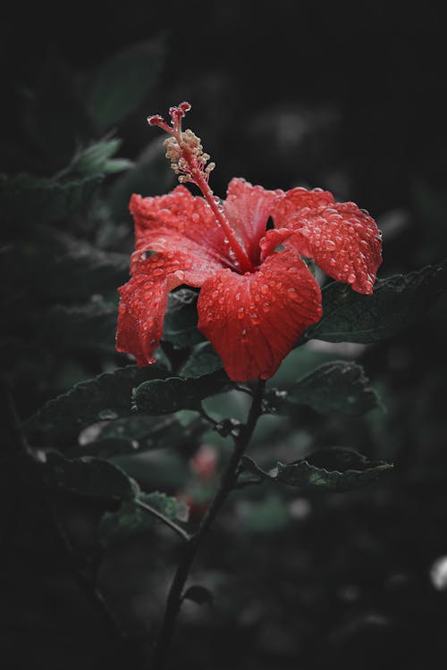 Free Red Hibiscus in Close Up Photography Stock Photo