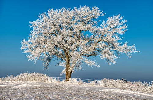 ağaç, buzlanmış, doğa fotoğrafçılığı içeren Ücretsiz stok fotoğraf