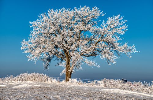 Free A stunning winter scene featuring a frosted tree against a clear blue sky in Minnesota. Stock Photo