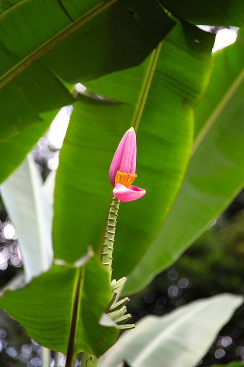 Free Close-up of a vivid pink banana flower surrounded by lush green leaves in Singapore's tropical setting. Stock Photo