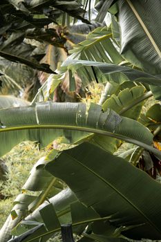 Vibrant green banana leaves in a lush tropical environment.