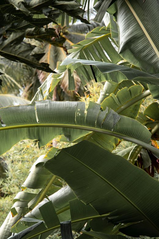 Green banana leaves in a tropical setting — Milada Vigerova on Pexels