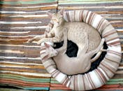 两只东短猫蜷缩在条纹床上，舒适而温暖