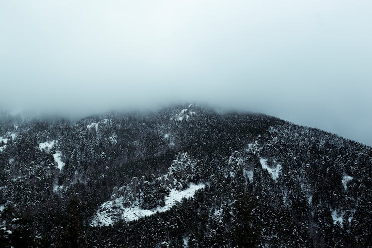 Snowfall In Mountain Forest 