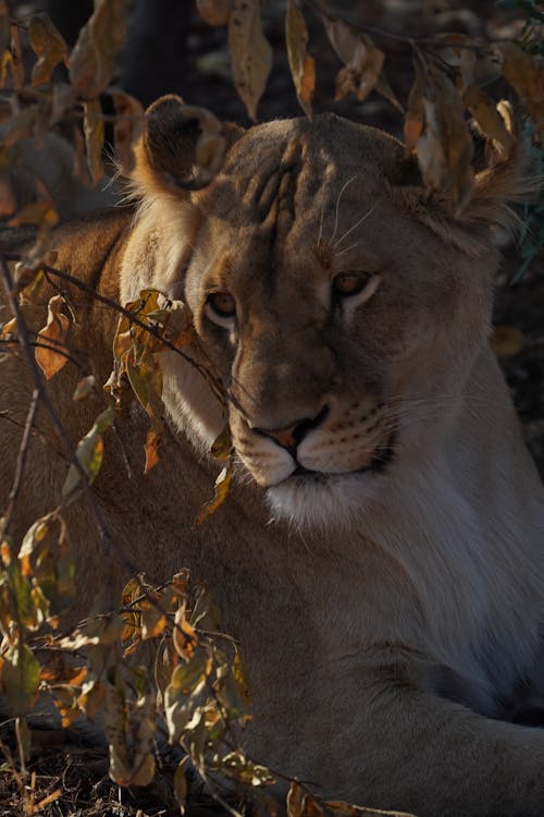 Close Up Photo of Lion Near Dry Leaves