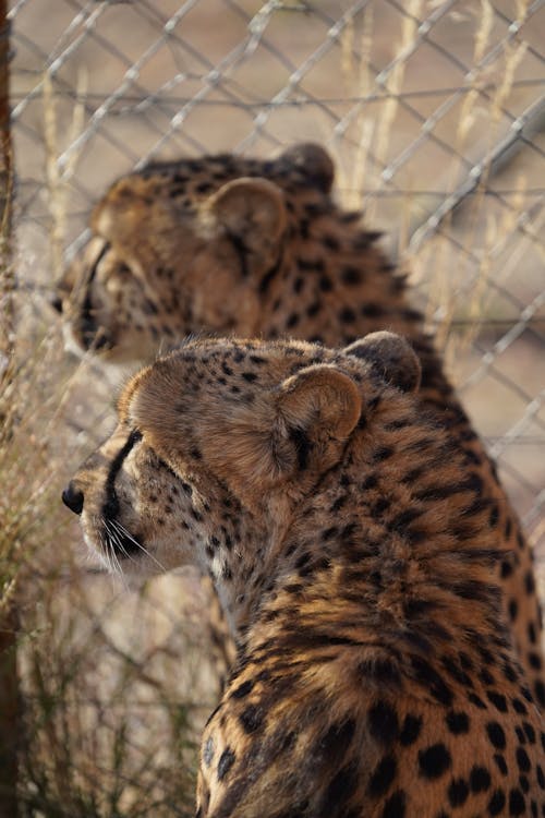 Close Up Photo of Cheetah