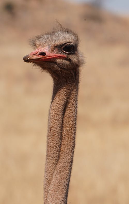 Ostrich in Close Up Photography