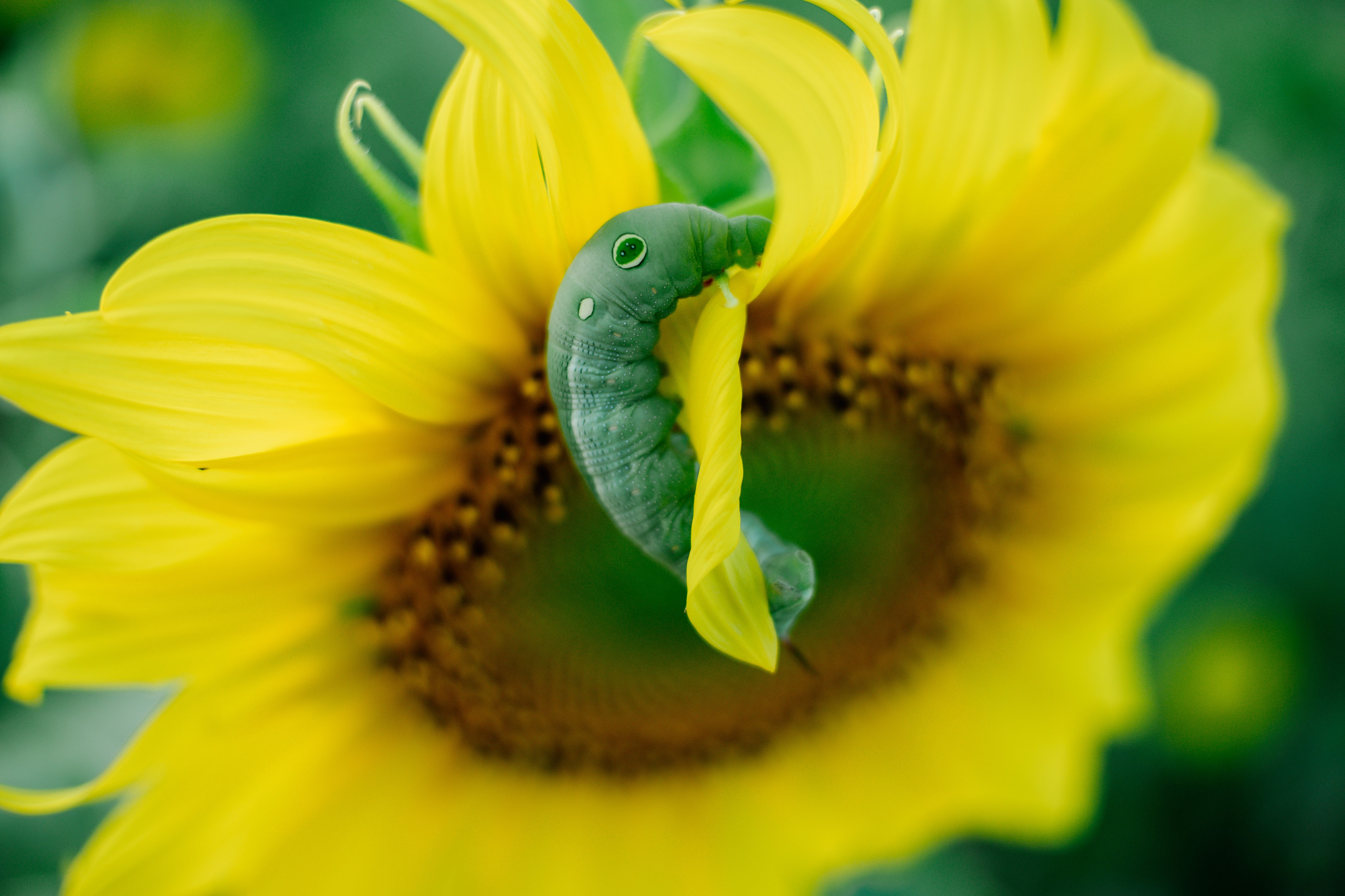 Green Caterpillar on Yellow Flower · Free Stock Photo