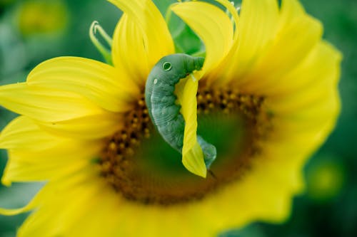 grátis Foto profissional grátis de engatinhando, flor amarela, girassol Foto profissional