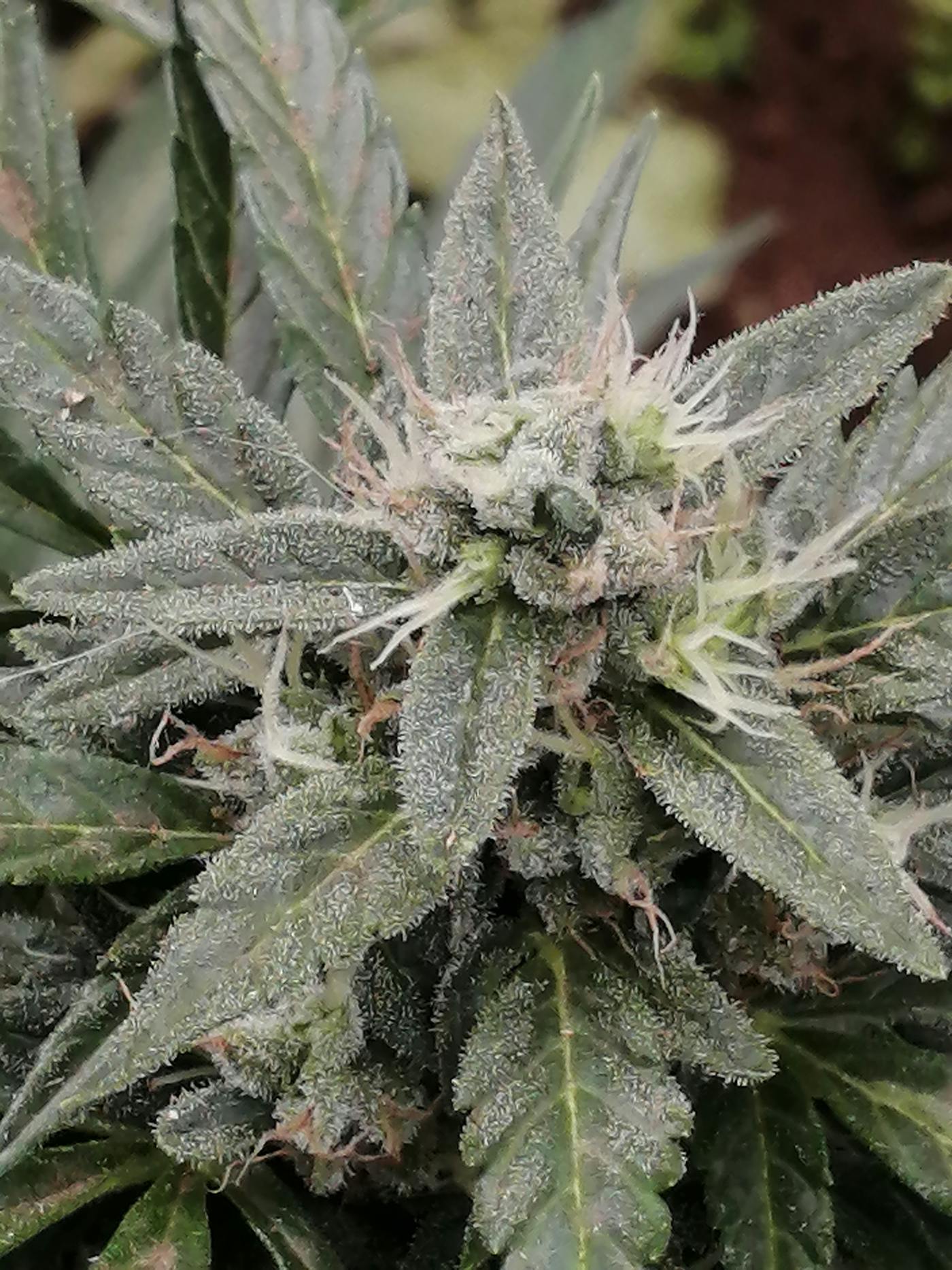 Premium reserve cannabis flower close-up
