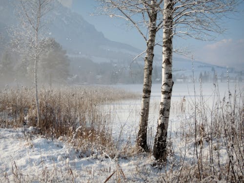 бесплатная Бесплатное стоковое фото с береза, деревья, зима Стоковое фото