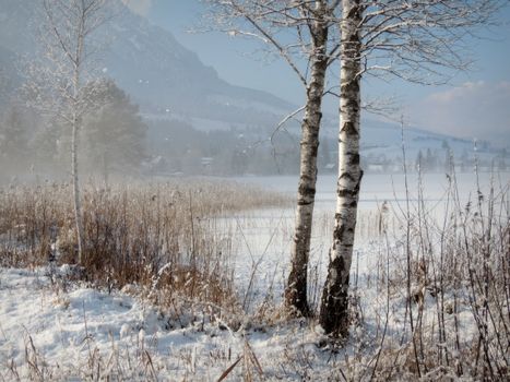 A serene winter scene with birch trees and a snow-covered landscape under blue skies.